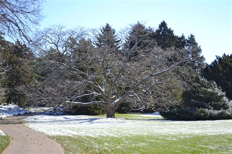 The First Snow At The Morton Arboretum 11122013 Morton Arboretum
