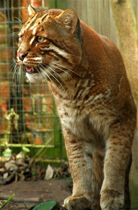 Asiatic golden cats live in tropical lowland rainforest and sub‐tropical moist evergreen and dry deciduous forests, but also in more open habitats, such as shrub and grassland. The Asian Golden Cat | Wild cat species, Cats, Beautiful cats