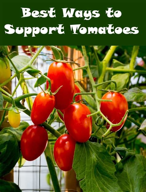 Best Ways To Support Tomatoes Mom Foodie