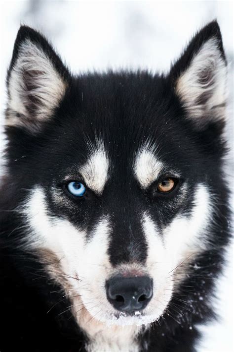 Black Husky Dog Portrait Photography Animales Perro Siberiano