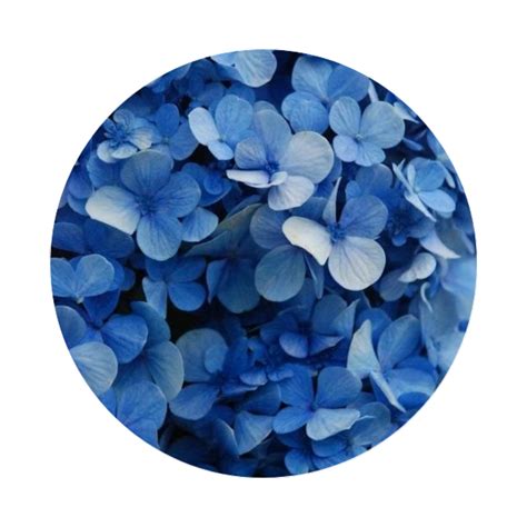 blue tumblr aesthetic tumblraesthetic flower blueflower...