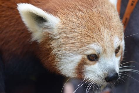 Red Panda With White Face And Ear Funny Peculiar Gallery
