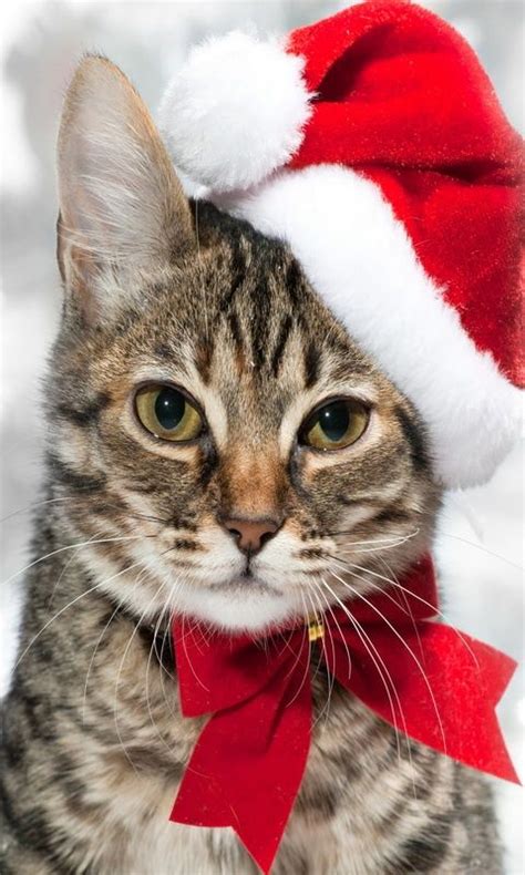 gorgeous tabby christmas cat santa claus and santa cats pinterest