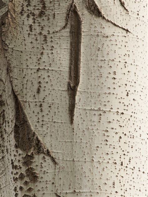 Poplar Tree Bark As A Background Stock Image Image Of Plant Gray