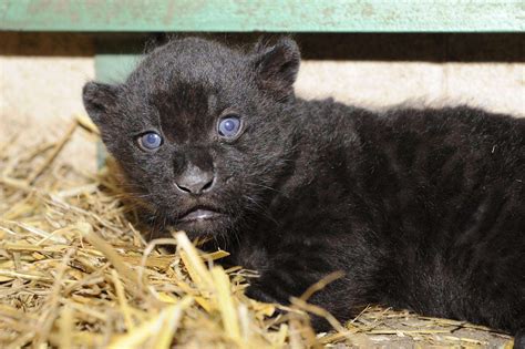 Video Adorable Black Jaguar Born At Wingham Wildlife Park In Wingham