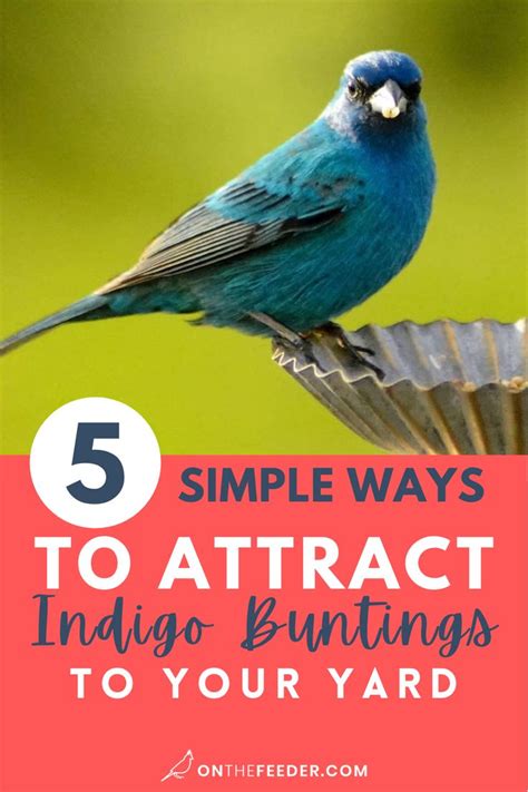 5 Simple Ways To Attract Indigo Buntings To Your Yard Attract Wild