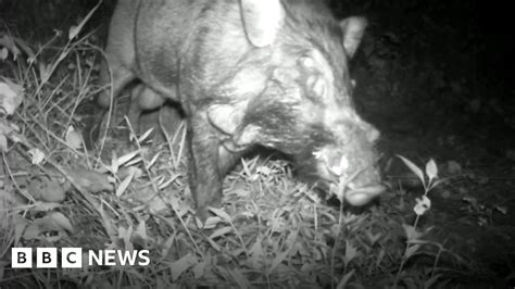 Hidden Camera Captures Rare Pig Thought Extinct Bbc News