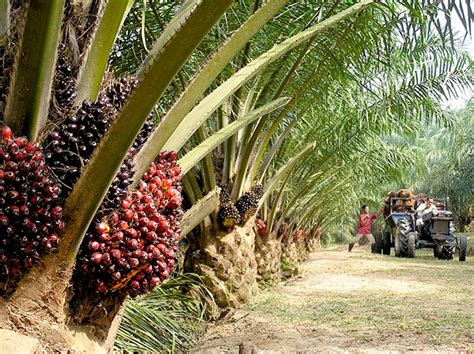 Ladang Kelapa Sawit Tersat