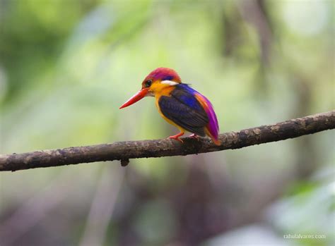 Rare Amazon Rainforest Kingfisher Pics