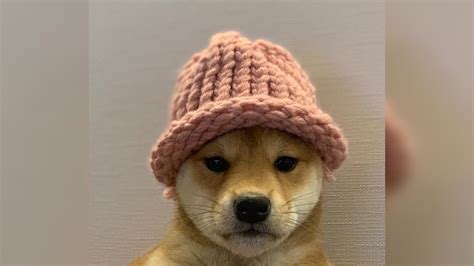 Shiba Inu Doge Memes 2020 Nuevo Meme 2020