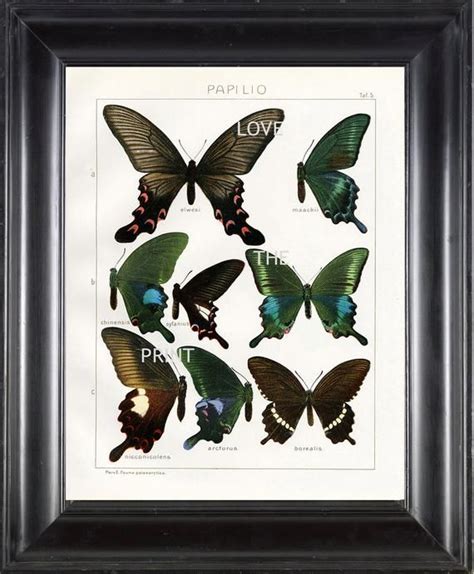 Butterfly Print Seitz Art Print 4 Beautiful Antique Butterflies
