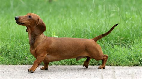 Short Legged Dogs 8 Popular Breeds