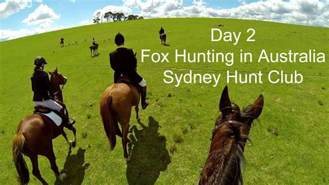 Fox Hunting Day 2 In Australia With Blistering Gallops Across Sydney