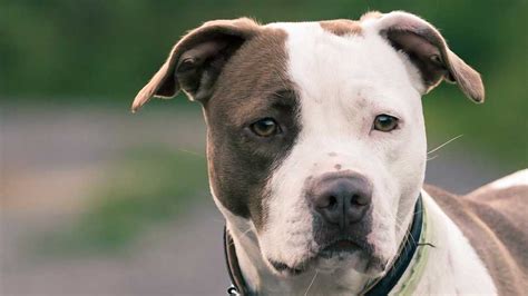 American Pit Bull Terrier Price Temperament Life Span
