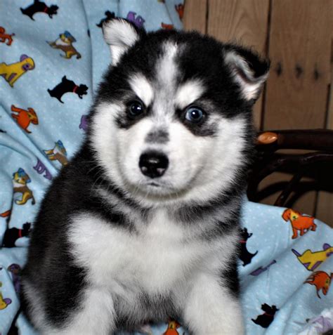 Use the options below to find your perfect canine companion! Pomsky Puppies For Sale | Portland, OR #273123 | Petzlover