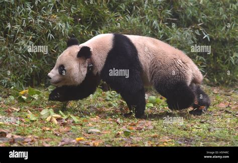 Shimian Chinas Sichuan Province 20th Oct 2016 Giant Panda Hua Yan