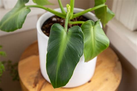 How To Grow And Care For Philodendron Rugosum