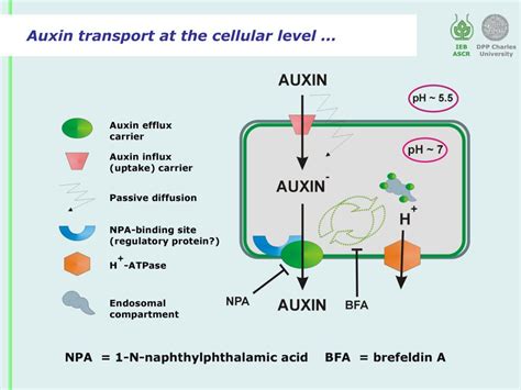 Ppt By 2 As A Tool To Study The Transport Of Auxins Powerpoint