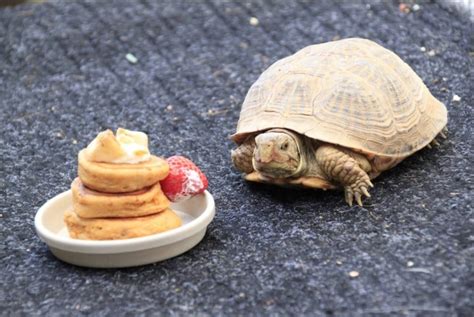 The Best Food For Your Turtle Growth