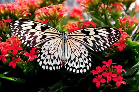 Top 9 Most Beautiful Butterflies In The World Owlcation