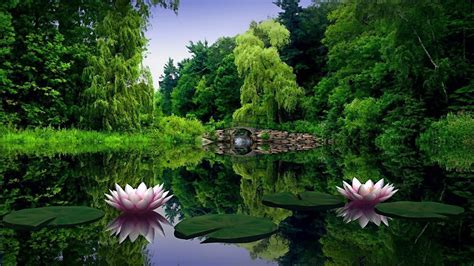 Free Download Water Lilies Wallpaper 461195 1920x1080 For Your