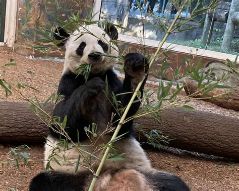 Panda Updates Monday April 25 Zoo Atlanta