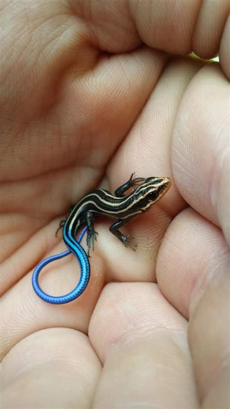 Caught A Beautiful Little Blue Tailed Skink Released After Photo