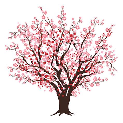 Cherry Tree Illustrations Royalty Free Vector Graphics And Clip Art Istock