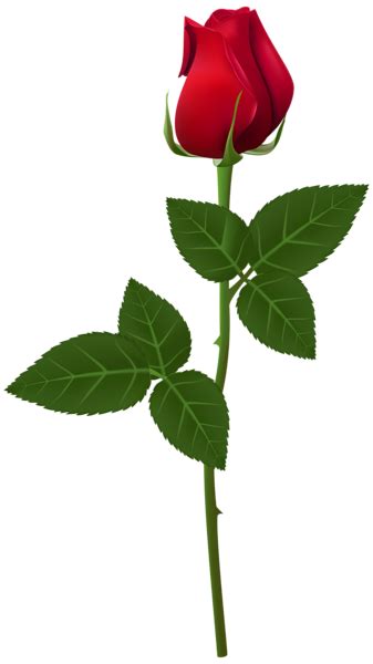 Rose PNG Transparent Clip Art Image Single Flower Red Rose Flower