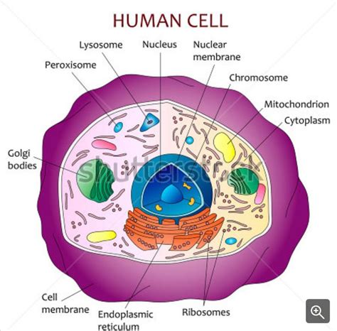 What Is Going On Inside That Cell Human Cell Diagram Cell Diagram