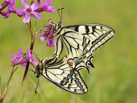 Machaon Papillon — Wikipédia Papillon