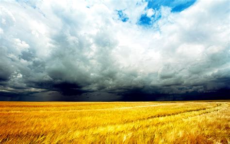 Landscape Wheat Field Storm Clouds Wallpaper 1920x1200 91219
