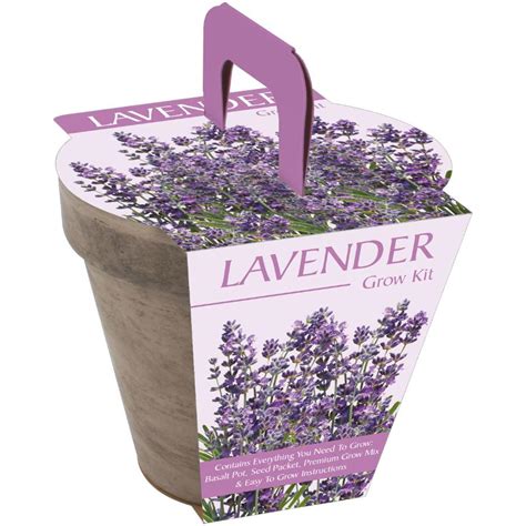 Grow your own lavender to enjoy its many benefits, including their fragrance, relaxing abilities, and improved sleep. Lavender Grow Kit, with Terra Cotta Pot | Walmart Canada
