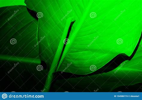 Leaf In Dark Green Neon Light Abstract Floral Trend Background Stock