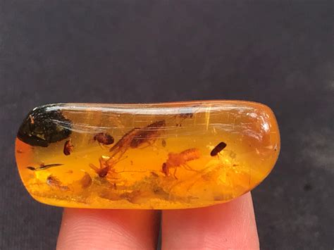 Sold Price Amber Fossil Natural Collectible Specimen June 3