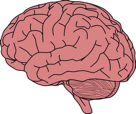 Brain clipart human brain, Brain human brain Transparent 