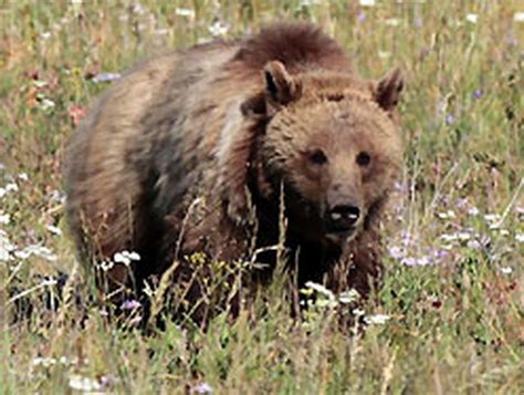 Grizzly Bear Population In Southwestern Alberta Booming Pinchercreek Echo