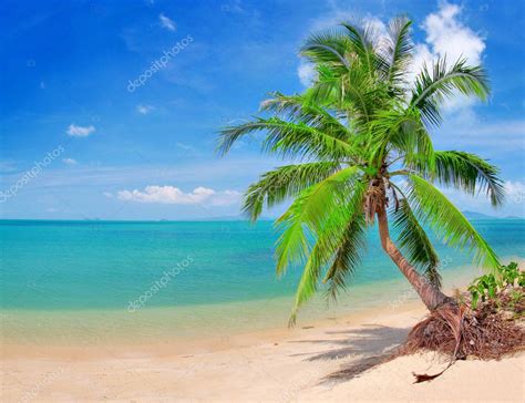Samuel, samuel, deus te chama lá do céu. Praia com coqueiro e mar — Fotografias de Stock © hydromet ...