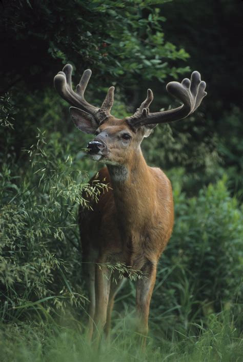 Peak Time For Deer Antler Growth