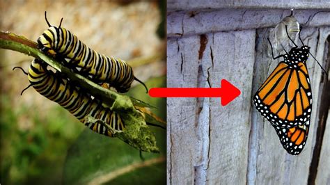 Monarch Butterfly Transformation From Caterpillar To Butterfly Youtube