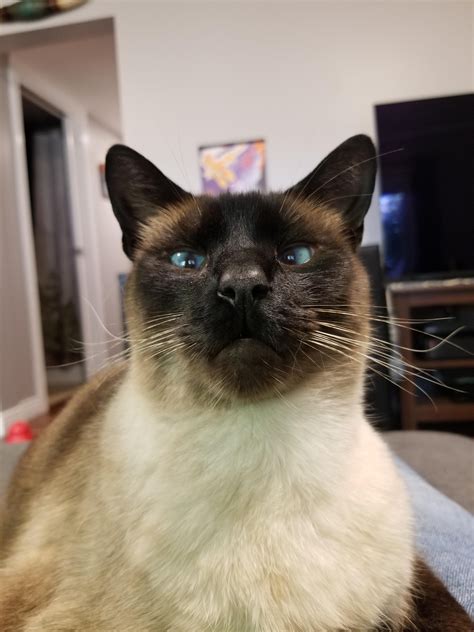 Looking Cross And Cross Eyed Rsiamesecats