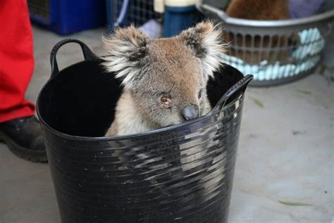 Koala Row Threatens Leader Of Australias Biggest State Kogonuso