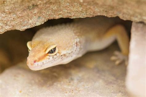 Leopard Gecko Care Sheet A Complete Guide For Beginners 2023