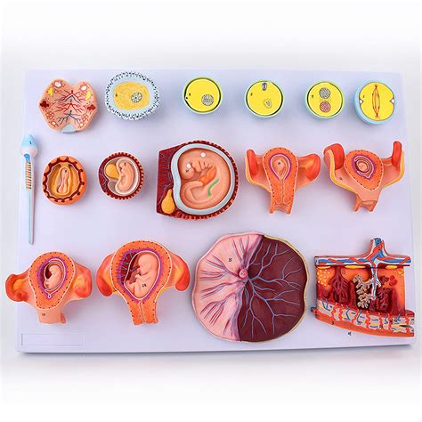 Buy Wsxka Human Anatomical Fetus Models Embryonic Fetal Development