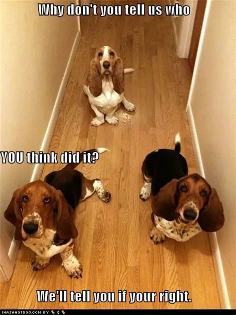 21 Funny Basset Hound Quotes And Sayings Page 2 Of 5 The Paws
