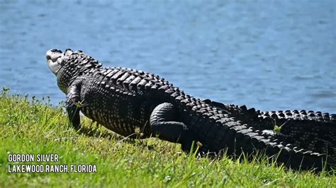 Two Alligators In Florida Fighting Over A Mate Youtube