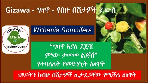 Gizawa Ethiopian Medicinal Plant ግዛዋ የመድሃኒት ዕፅዋት 2021 Youtube