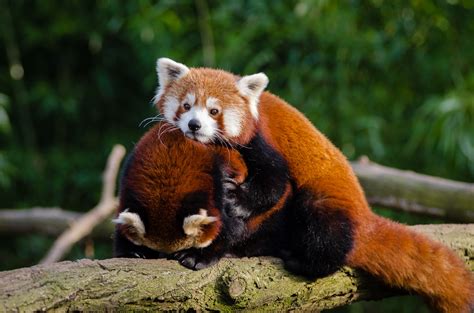 Couple Red Pandas Luv Free Stock Photo Public Domain Pictures
