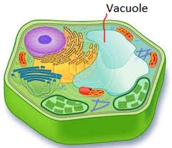 The vacuoles in animal cells are generally smaller than that in plant cells. Vacuoles - How a Cell is Like a City
