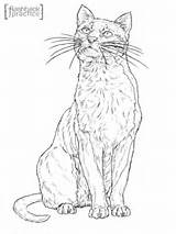 Coloring Cat Pages Bay Print Color Printable sketch template